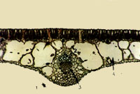 Nymphea sp.- Seo Transversal