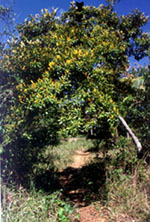 Byrsonima Sericea