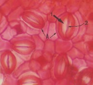 Byrsonima Sericea