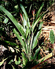 Heliconia psittacorum L