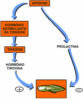 Interao de hormnios hipofisrios