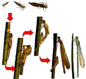 Metamorfose incompleta de um inseto