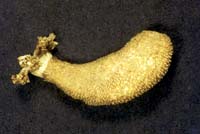 f091.jpg (9497 bytes)