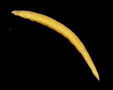 f083.jpg (5832 bytes)