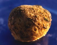 f084.jpg (11011 bytes)