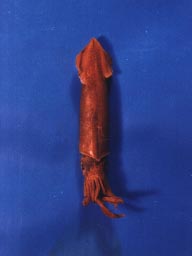 f085x.JPG (7170 bytes)