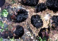 f086.jpg (20800 bytes)